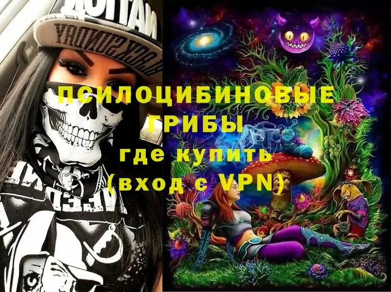 Галлюциногенные грибы Psilocybe  Багратионовск 